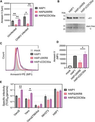 Chikungunya virus entry and infectivity is primarily facilitated through cell line dependent attachment factors in mammalian and mosquito cells